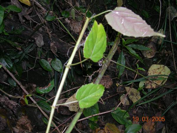美濃船頭山上的植物